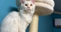 Bonnie Maine Coon nőstény kiscica