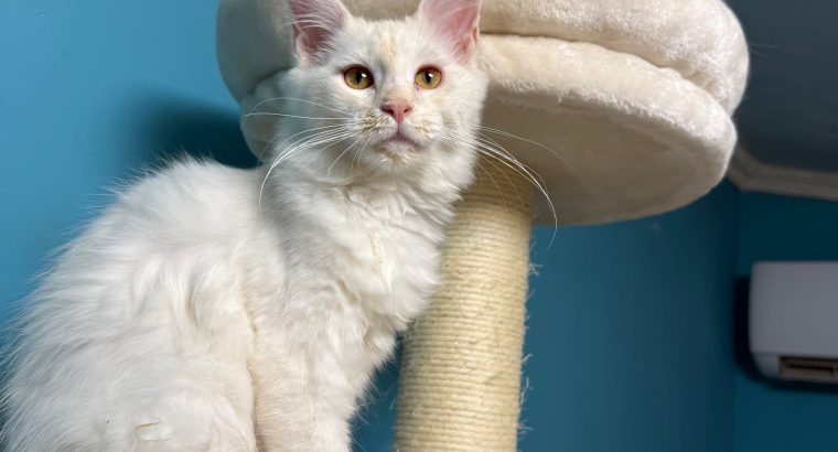 Bonnie Maine Coon nőstény kiscica