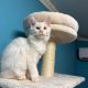 Bonnie Maine Coon nőstény kiscica