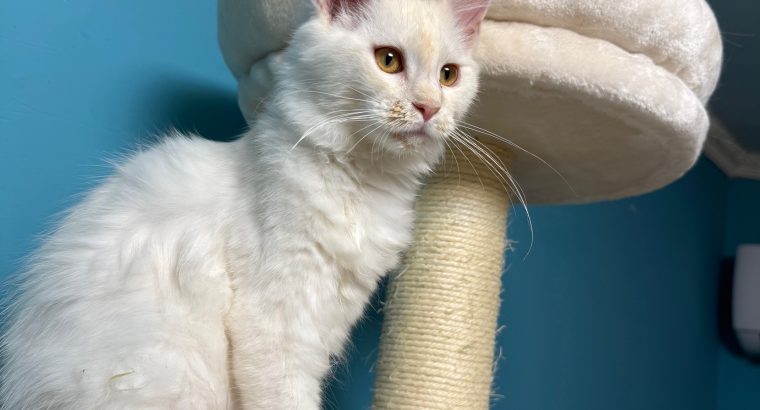 Bonnie Maine Coon nőstény kiscica
