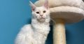 Bonnie Maine Coon nőstény kiscica