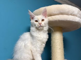 Bonnie Maine Coon nőstény kiscica