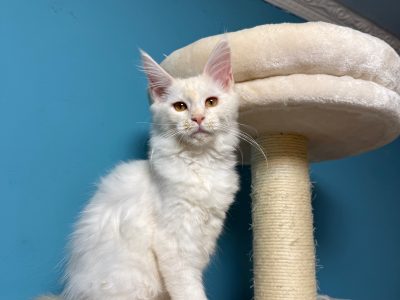 Bonnie Maine Coon nőstény kiscica