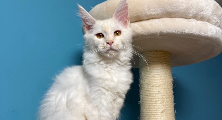Bonnie Maine Coon nőstény kiscica