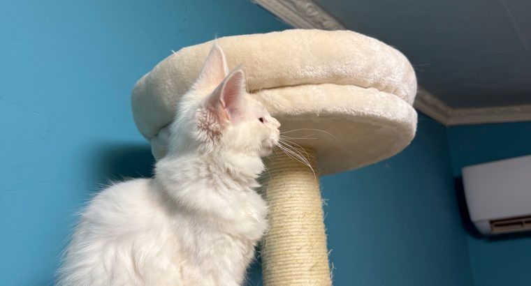 Bonnie Maine Coon nőstény kiscica