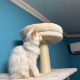 Bonnie Maine Coon nőstény kiscica