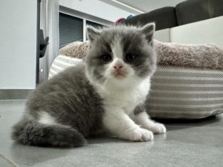 Kék bicolor kisfiú