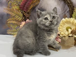 Kék tortie kislány