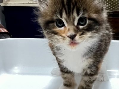 Zizi keresi az igazit!