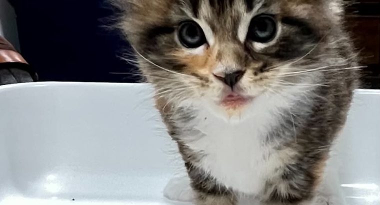 Zizi keresi az igazit!