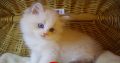 „Yukon” Ragdoll Boy!😇😍💖Blue Lynx