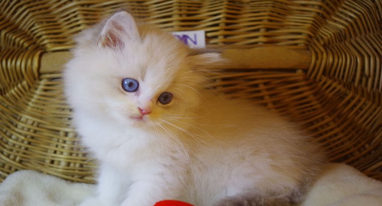 „Yukon” Ragdoll Boy!😇😍💖Blue Lynx