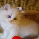 „Yukon” Ragdoll Boy!😇😍💖Blue Lynx