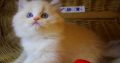 „Yukon” Ragdoll Boy!😇😍💖Blue Lynx
