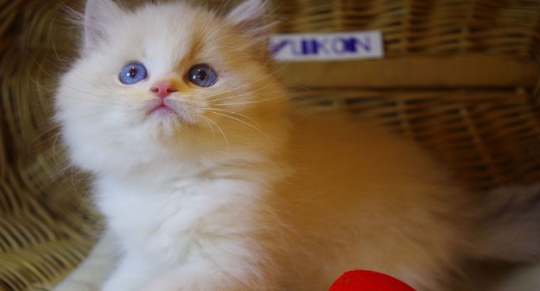 „Yukon” Ragdoll Boy!😇😍💖Blue Lynx