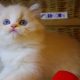 „Yukon” Ragdoll Boy!😇😍💖Blue Lynx