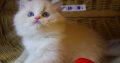 „Yukon” Ragdoll Boy!😇😍💖Blue Lynx