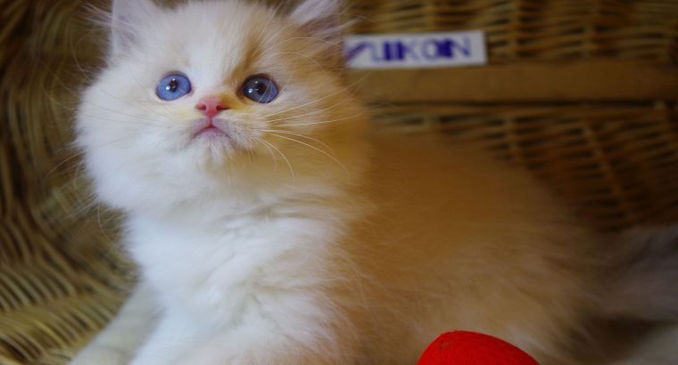 „Yukon” Ragdoll Boy!😇😍💖Blue Lynx