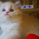 „Yukon” Ragdoll Boy!😇😍💖Blue Lynx