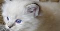 😍😍„Zox” Ragdoll Boy 😇😇