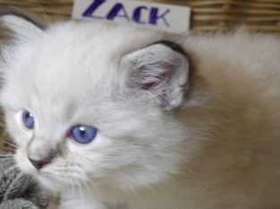 😍😍„Zox” Ragdoll Boy 😇😇