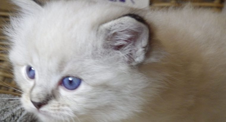 😍😍„Zox” Ragdoll Boy 😇😇