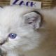 😍😍„Zox” Ragdoll Boy 😇😇