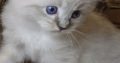 😍😍„Zox” Ragdoll Boy 😇😇
