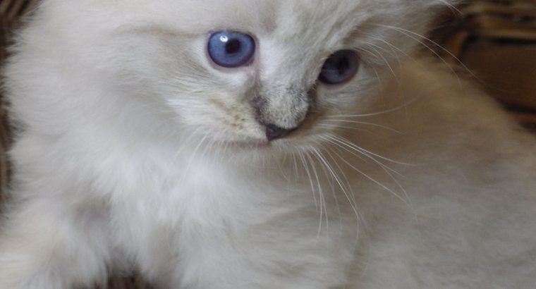 😍😍„Zox” Ragdoll Boy 😇😇