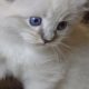 😍😍„Zox” Ragdoll Boy 😇😇