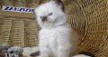 đâZanzibarâ Ragdoll Boy!đđđ…