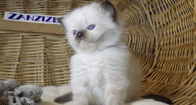 đâZanzibarâ Ragdoll Boy!đđđ…