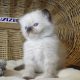 😍”Zanzibar” Ragdoll Boy!😇😍💖…