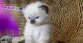 đâZanzibarâ Ragdoll Boy!đđđ…