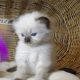 😍”Zanzibar” Ragdoll Boy!😇😍💖…