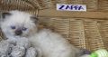 😍”Zappa” Ragdoll Boy!😇😍💖