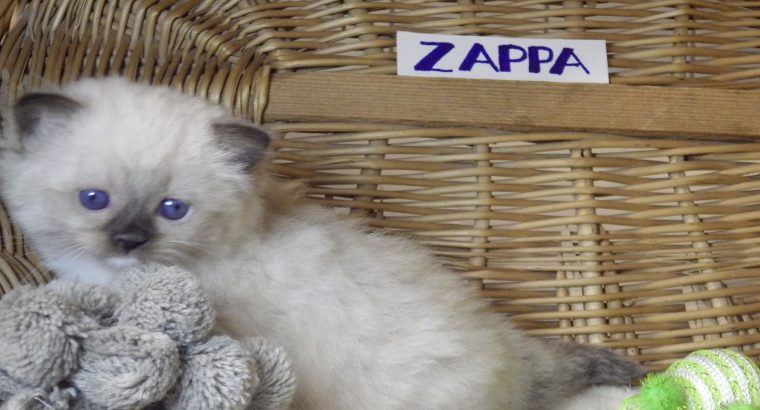 😍”Zappa” Ragdoll Boy!😇😍💖