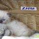 😍”Zappa” Ragdoll Boy!😇😍💖