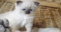 😍”Zappa” Ragdoll Boy!😇😍💖
