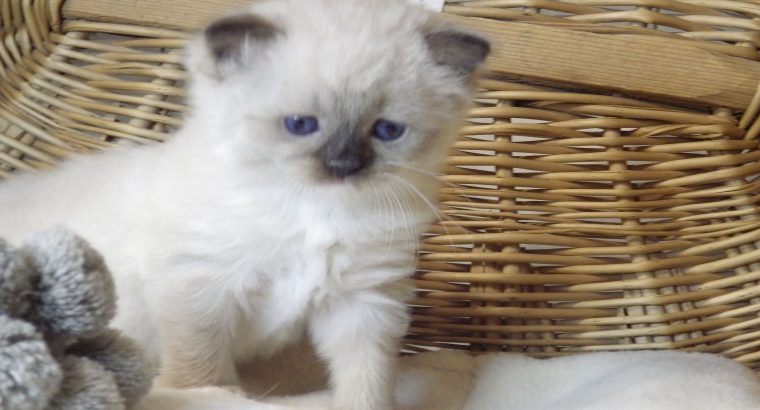 😍”Zappa” Ragdoll Boy!😇😍💖
