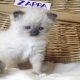 😍”Zappa” Ragdoll Boy!😇😍💖