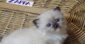 😍”Zappa” Ragdoll Boy!😇😍💖