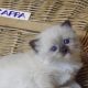 😍”Zappa” Ragdoll Boy!😇😍💖