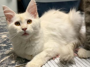 Bonnie Maine Coon nőstény kiscica