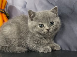 Kék tortie kislány