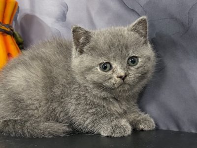 Kék tortie kislány