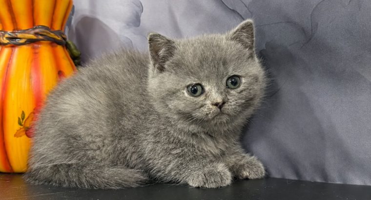 Kék tortie kislány