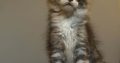 Golden Heart Flóra