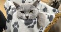 Azonnal cuccolhatom hozzád